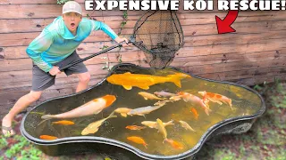 Rescuing Expensive KOI From POND DESTRUCTION!