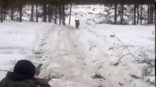 WILD BOAR attacking human