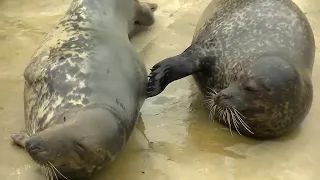 Забавные тюлени