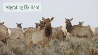 Migrating Elk Herd in Spring Snowfall - Wonderful Wyoming Wildlife