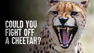 How to Survive a Cheetah Attack