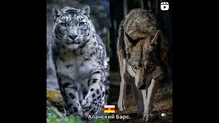 Встреча барса и волка (лирическая) Казбек Рубаев