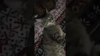 Смешной кот спит с языком