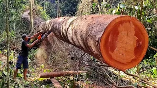 Tantangan Ekstra ‼️ Part 3 Mengolah kayu Meranti merah di pedalaman hutan rimba kalimantan