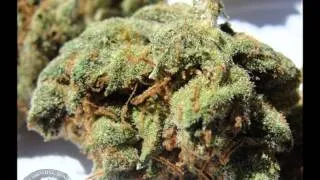 420 PARADISE - LOUIS XIV - From HOT SPOT In HollyWood CA - BHO Marijuana Hash - TheRealCandyMan