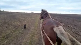 Коні ваговози . Тернопільщини Коні в Україні Кобила вже продана🐴🐴🐴🇺🇦🇺🇦🇺🇦