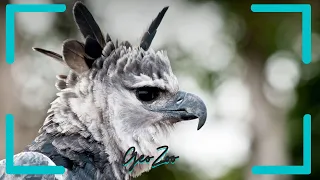 How are Harpy Eagles Saving of the Rainforest?