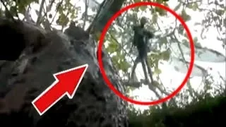 4 Strange Creatures caught in Tree