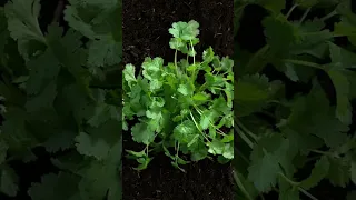 Cilantro (Coriander) Herb Growing - Timelapse