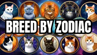 Your Cat Breed According to Your Zodiac Sign #catbreed #zodiacsign