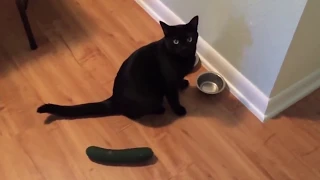 Cats Vs Cucumbers  - Reverse video