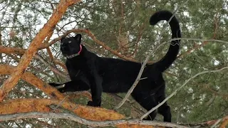 Luna the panther and her favorite pines 🌲🐆