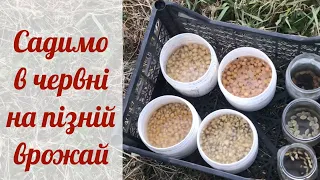 Садимо на пізній врожай: кукурудзу, кабачки, горох.