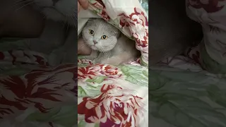 #котНики