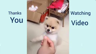 🤣🤣Most Famous Pomeranian TikTok Compilation ever 2021🤣🤣😜😜🐕