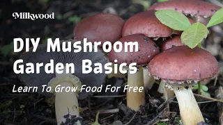 How To Grow Edible Mushrooms In Your Home Garden | Milkwood