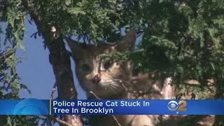 NYPD Saves Cat Stuck In Tree