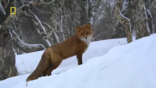 National Geographic Wild Russia Kamchatka [Animal Documentary]