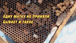 пчеловодство, одну матку не приняли и такое бывает