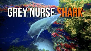 Grey Nurse Shark Dive