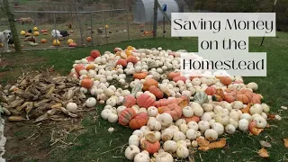 Feeding Animals for Free | Saving Money on the Homestead | Frugal Living 2023