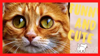 funny cats 2021 - the crazy behavior of funniest cats 2021 funny cats videos_اطرف القطط في العالم