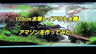 120cm水草レイアウト水槽制作動画　テーマ　「アマゾン」
