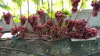 Виноград в защитной конструкции на 11.08.23. Нижегородская обл.