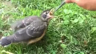 Robin Rescue: A Documentary (Part Four) - by Mike Franzman
