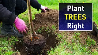 Plant Trees and Shrubs Correctly - It is Easier Than Doing it Wrong!