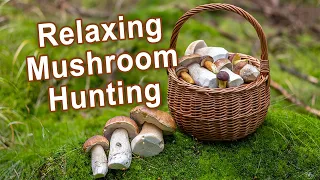 Relaxing Mushroom Hunting - Cep, Boletus edulis, King bolete, Penny bun, Porcino, Funghi porcini