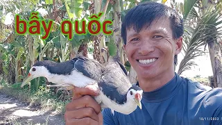 Bẫy Quốc Rừng ( Con Cuốc ) #3 | Chất Miền Tây