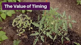 The Value of Timing – Transplants