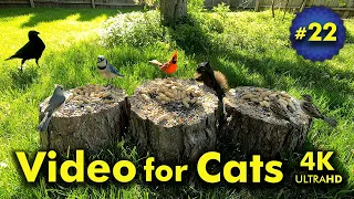 4K TV For Cats | Spring has Sprung | Bird and Squirrel Watching | Video 22