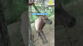 Officers Free Elk From Tree Swing #shorts  | VOA News