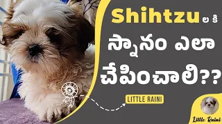 shihtzu ki snanam Ela chepinchali ?? #cutepuppy #shihtzupuppies #shihtzupuppy #shihtzu #ytshorts #yt