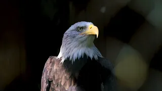Крик белоголового орлана
