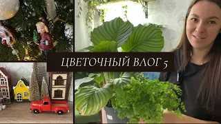 ВЛОГ 5 💚 Зеленая рутина/ Новинки растений/ Хоий и многое другое 08.01.24