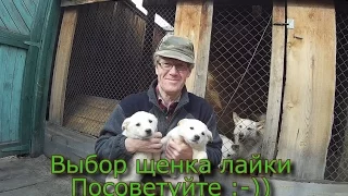 Выбор щенка лайки  Посоветуйте :-))