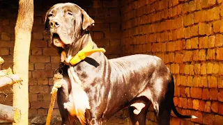 Pakistani Bully Dog Puppy Available | 👑 King Sheru Blood Line | Big Pakistani Bully Kutta.