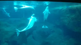 USA Georgia Aquarium Episode 2