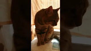 cat / cat video / кіт / кот