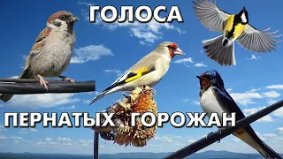 42 голоса пернатых горожан (Птицы России) / Мини-определитель #ГолосаПтиц