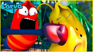 🍅🍅LARVA SEASON 3 EPISODE 1 ~ 104 🍅🍅 CARTOON COMPILATION 🍅🍅 CARTOONS MOVIE NEW VERSION