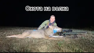 Охота на волка !! Hunt wolf!