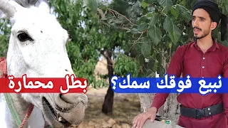 محمد نعمان|سمك فوق حمار كوميدي 2023