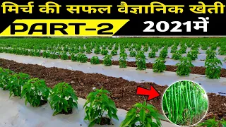 Chilli farming | mirch ki kheti kaise kare | मिर्च की खेती | PART-2