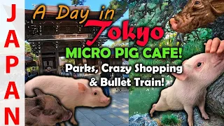Mini Pig Cafe | Toyko in a Day | Travel Guide Japan