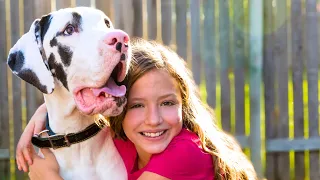 5 SURE Signs your Great Dane Loves You!