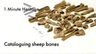 Cataloguing sheep bones - 1 Minute Heritage